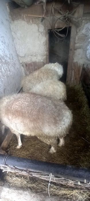 Семиз кошкар лар 4 ай бордакы