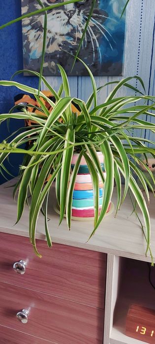 Комнатный цветок Хлорофитум