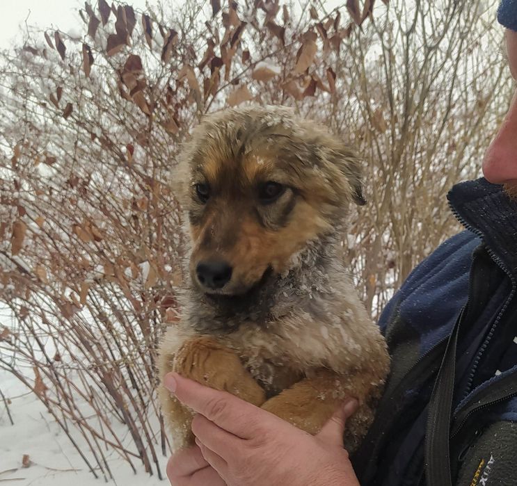 Отдам щенка в добрые руки