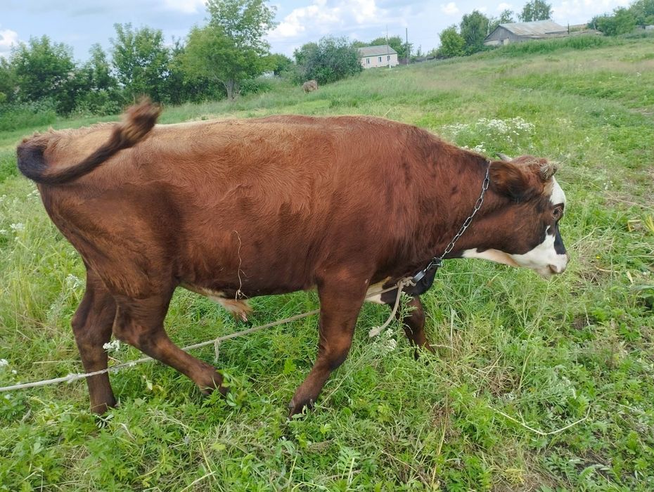 Продам быка полторагода