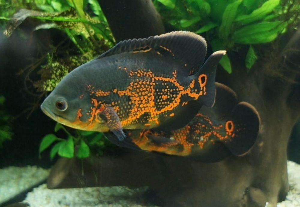 Рыбки для аквариюма