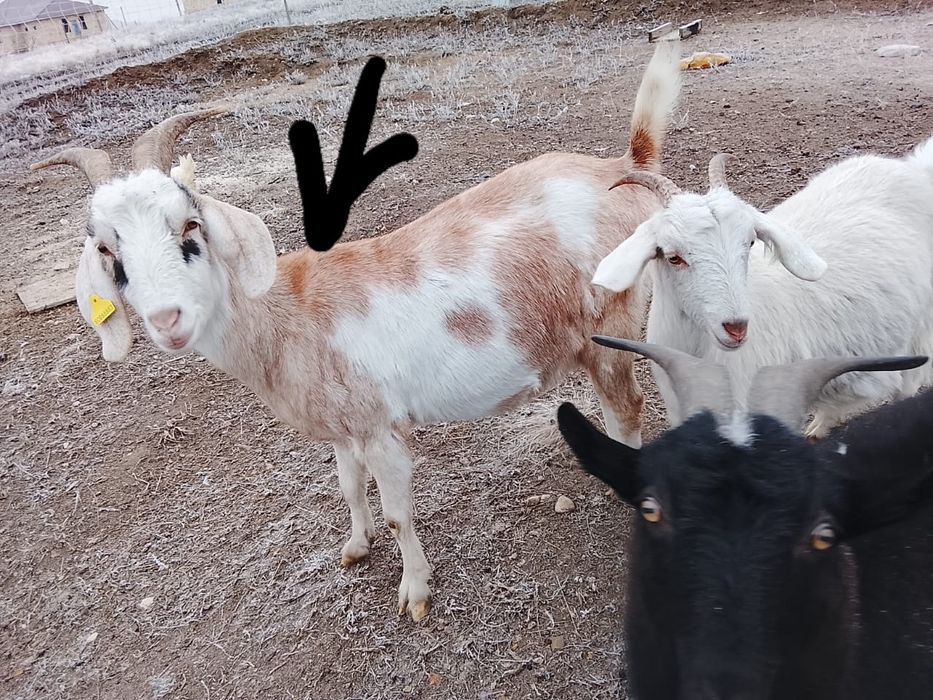 Козы козлы козлята