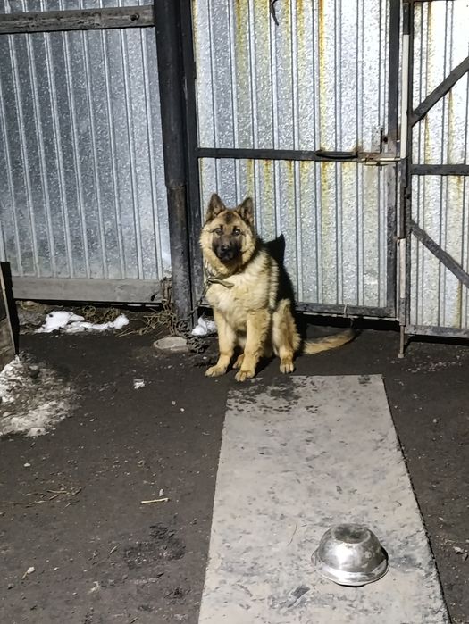 Продам овчарку 9 месяцев