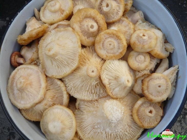 Продам соленые грибы