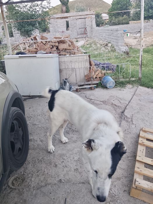 Живот собака алабай