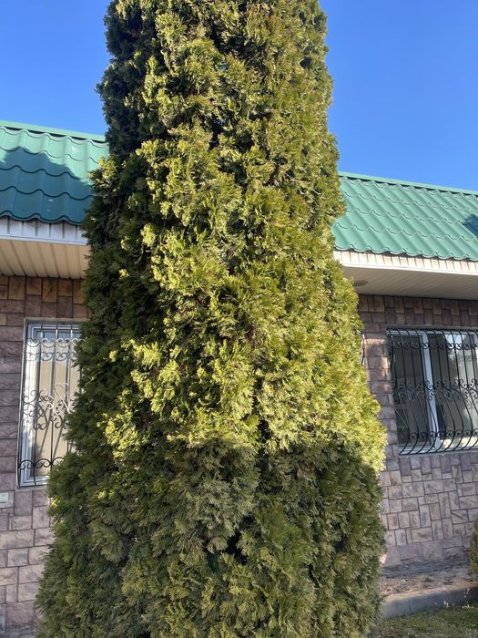 Зеленые хвойные деревья - Туи