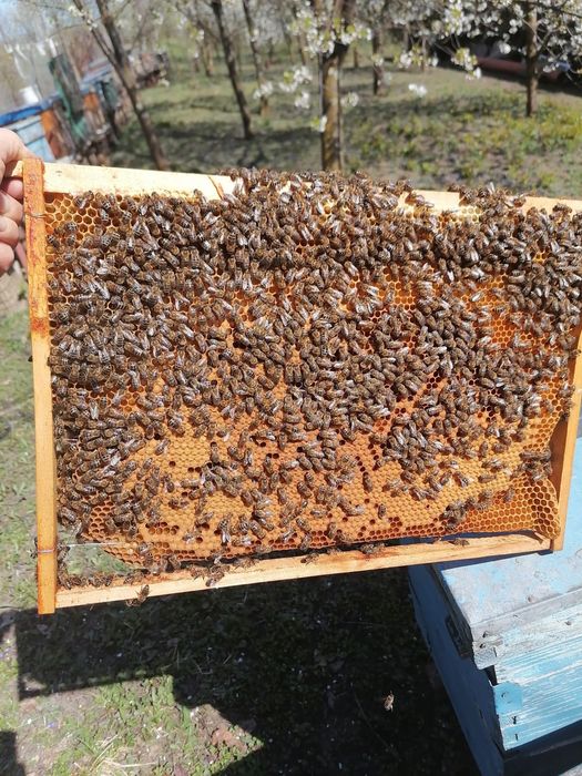 Vând 10 familii de albine