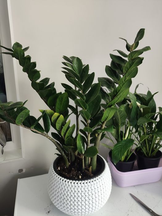 Продам комнатные цветы.