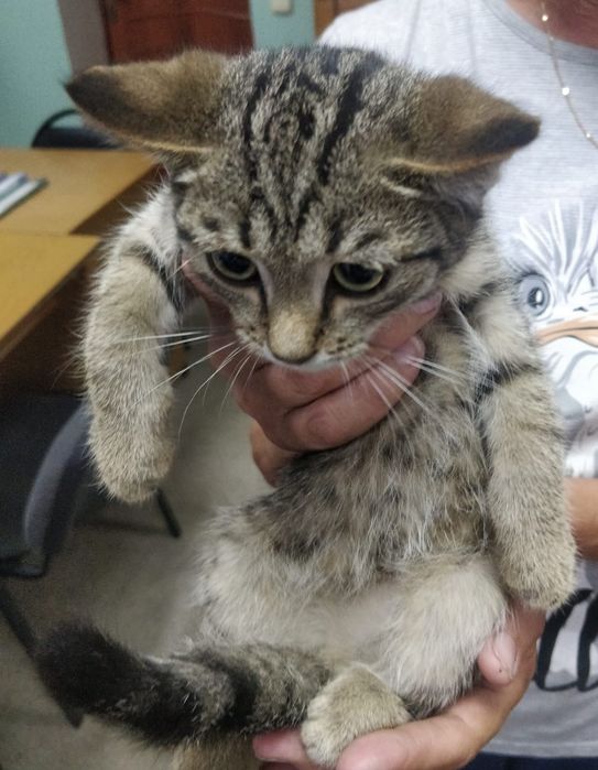 Срочно, отдам в добрые руки