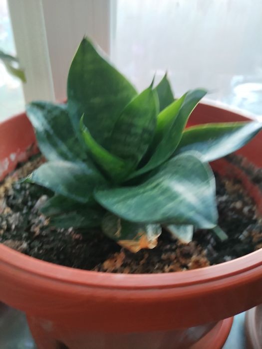 Горшки для отростков.