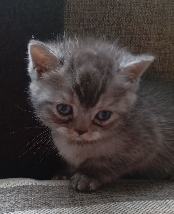 Британские короткошерстные котята