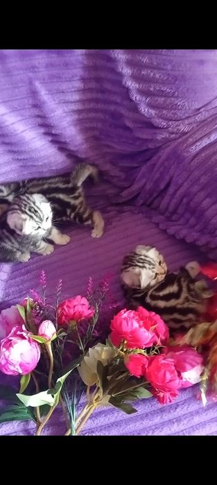 Продам шотландских котят с документами.