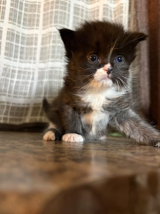 Бесплатно котята