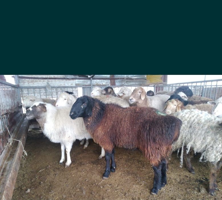 Кой Бараны токтушки продаётся 38000тысч Г.Алматы Доставка бесплатно ре