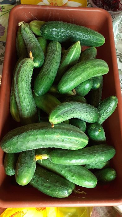 Продам огурцы домашние