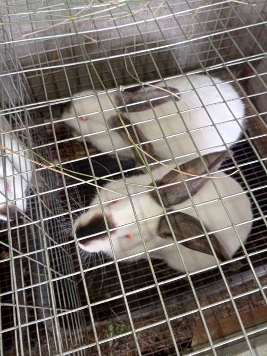 Калифорнийский кролик