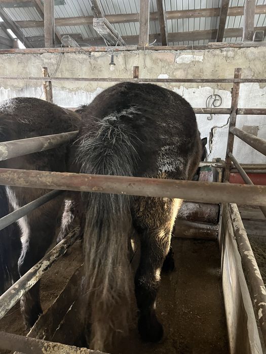 Продам тай и байтал