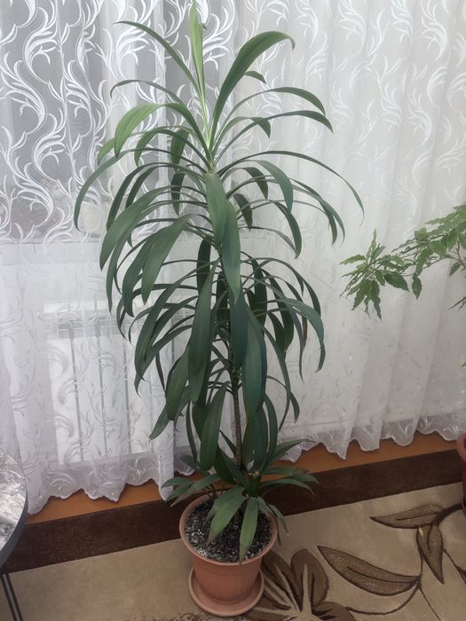 Продам цветы комнатные