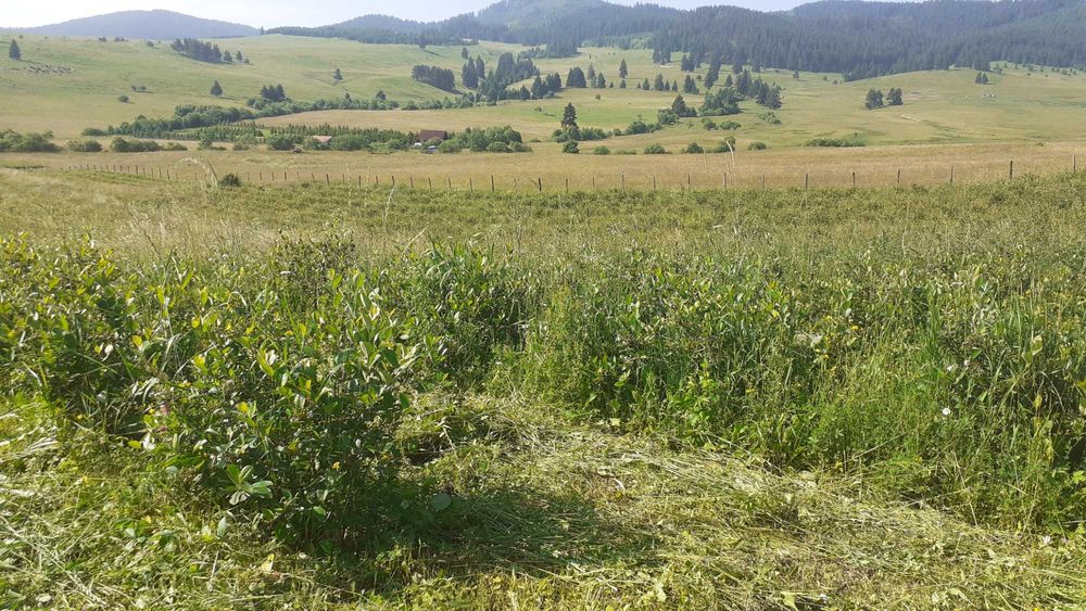 Livada de  Aronia pe 2 Ha