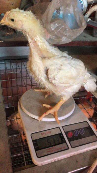 Продаю домашнию птицу и кроликов