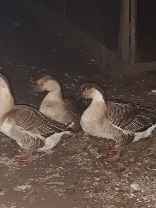 Гуси серой породы