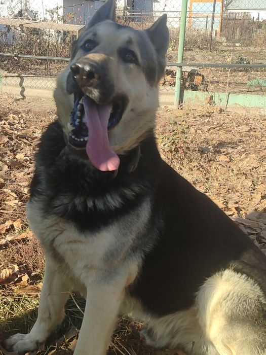 Продам подросщенного щенка ВЕО.