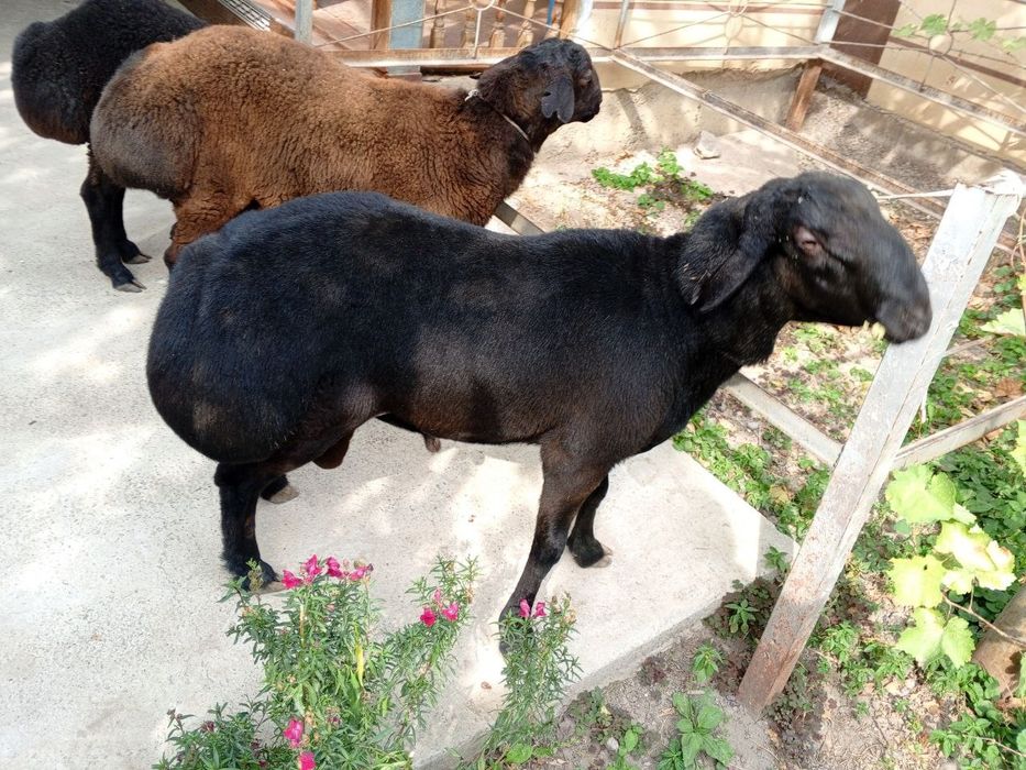 Кози кочкорлар  qozi qochqorlar