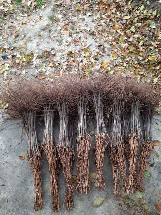 Butași Viță De Vie