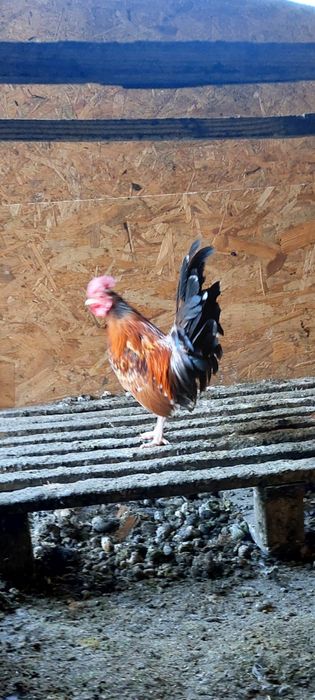 Gaini  americane , Oua consum de gaina la 2 lei