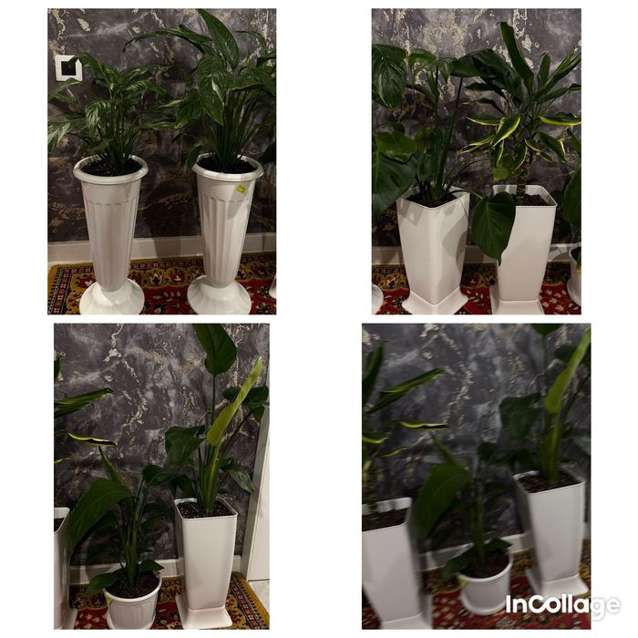 Комнатные растения