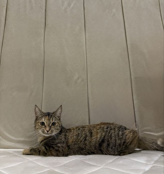 Отдам кошку в добрые руки!