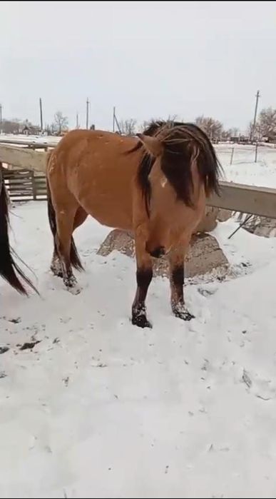 Айғыр айырбас немесе сатылады