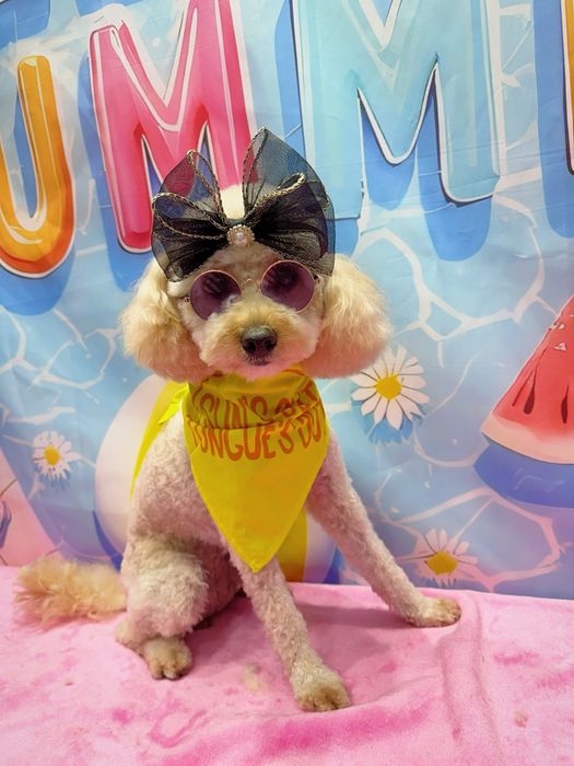 Salon Coafura Canina Arad -centru!