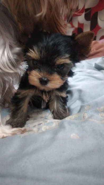 Йоркширский терьер щенки