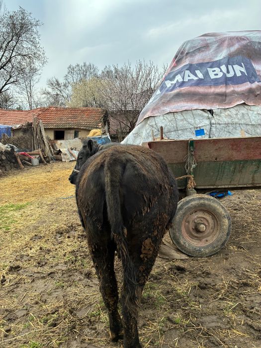 Angus pentru sacrificat