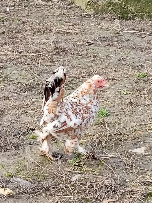 Găini și cocos italiana perlata, marans , găini pitice