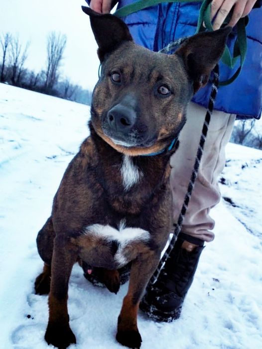 Стаффордширский бультерьер. Молодой