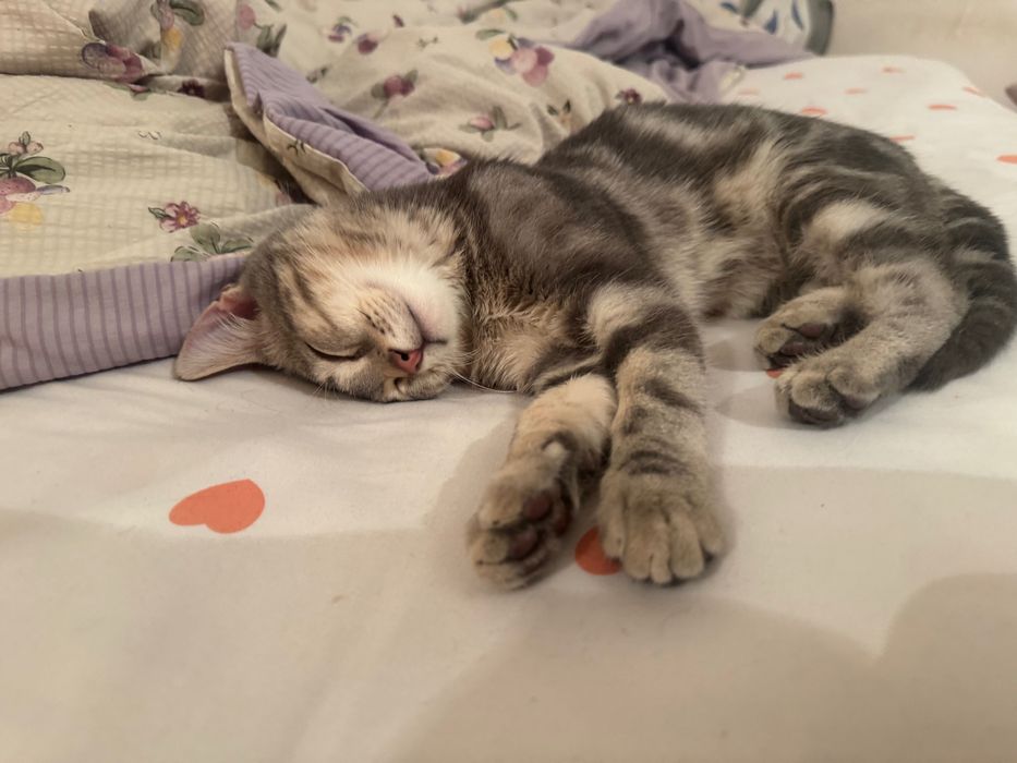 Отдам кота в добрые руки