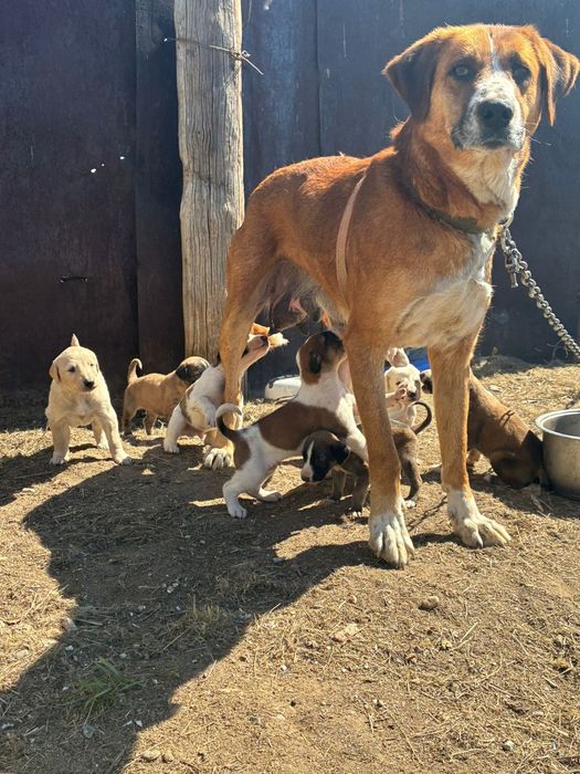 Отдам щенков в хорошие руки.