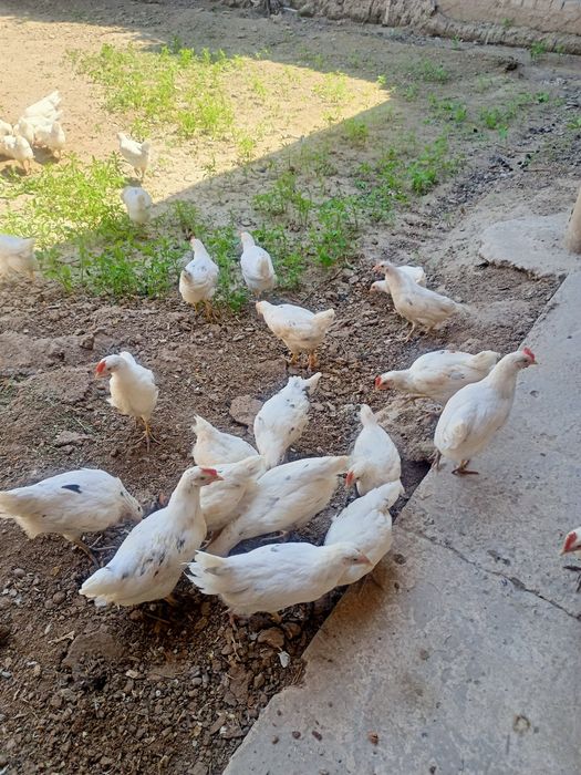 Жужа сотилади ...