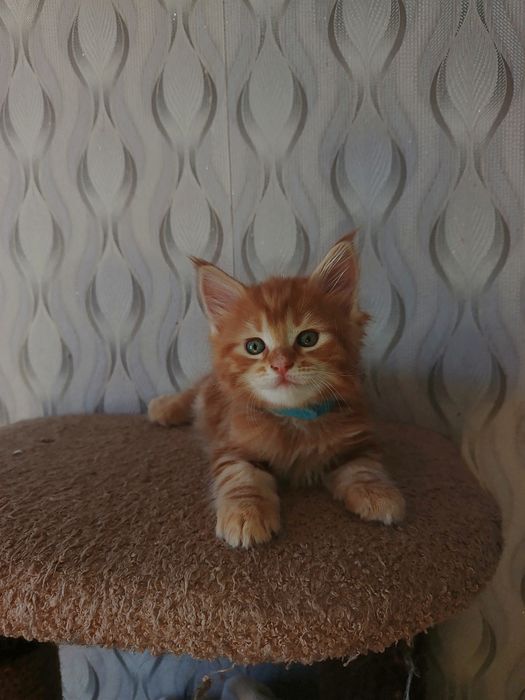 Котята   Мей Кун