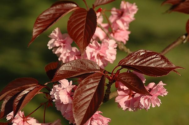 Cires Japonez Royal Burgundy
