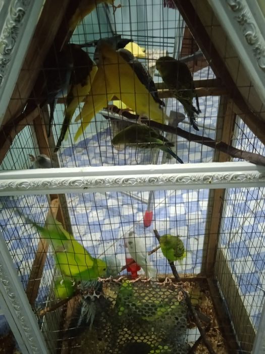 попугаевые семейство