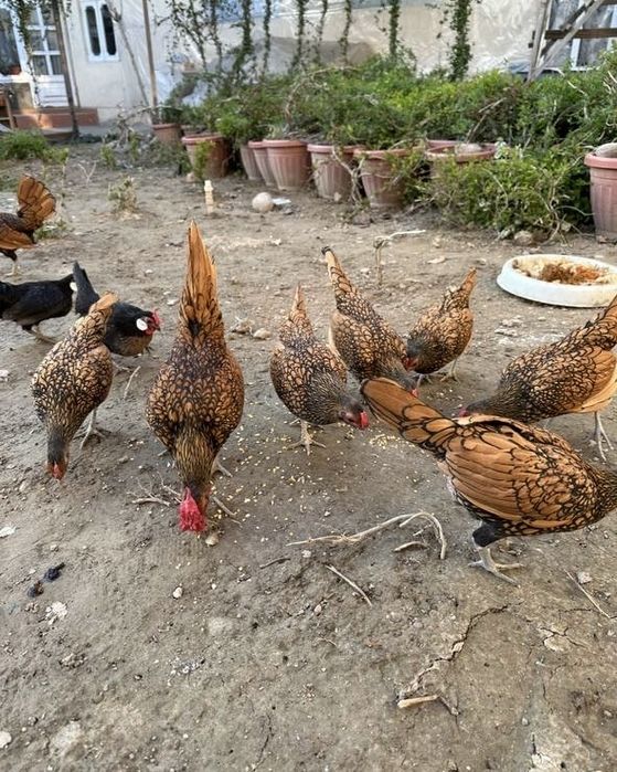 Япон товук тухумлари. Яйца японской курицы