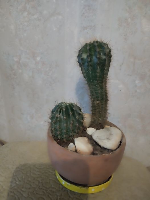 Растения по тысячи .