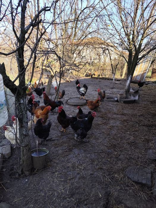 Домашни млади петли