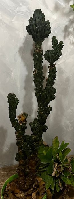 Комнатные цветы ..