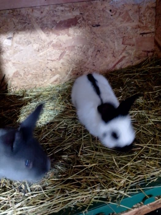 Se vinde iepuroaice cu pui