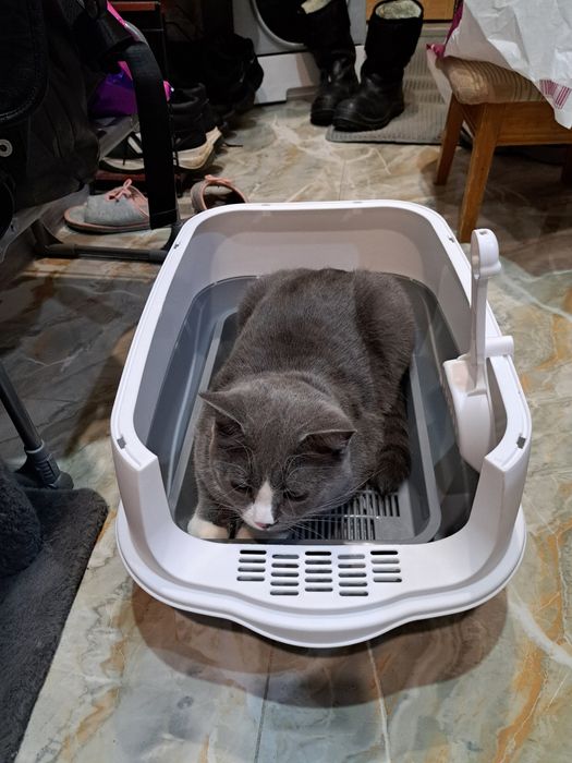 Лоток для кошки.