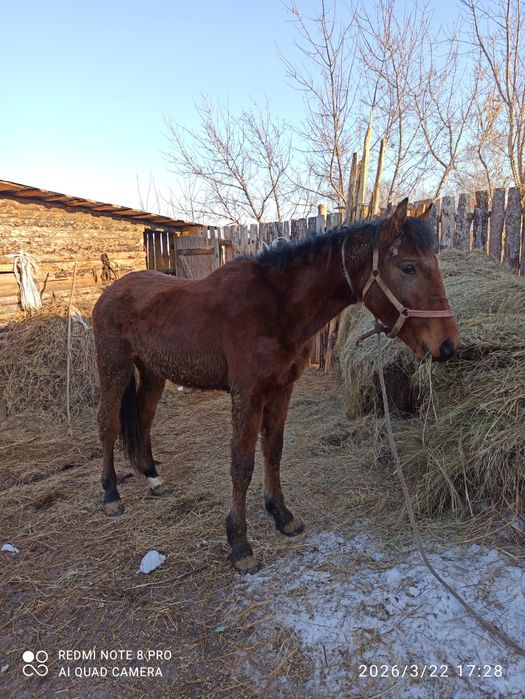Продам перспективного жеребчика.